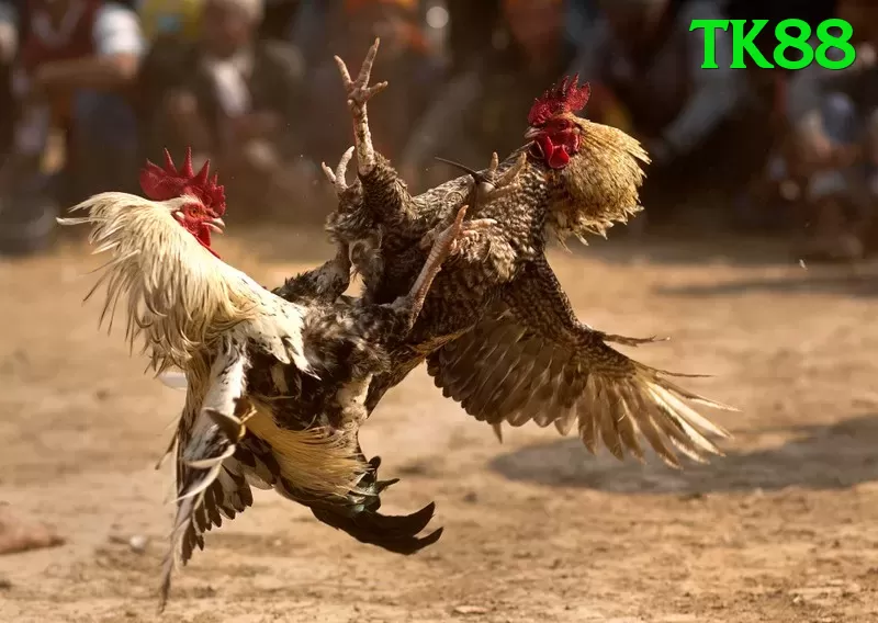 Đá Gà Trực Tiếp - tk88 - Nhận code